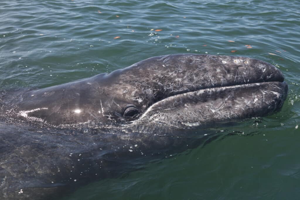 Grey Whale