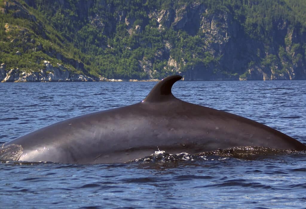 Minke Whale