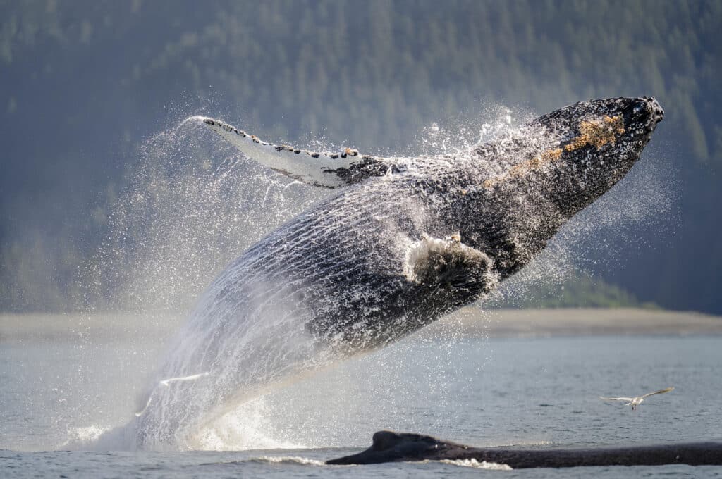 A humpback whale breaches out of the water, creating a big splash that can be heard underwater from long distances.