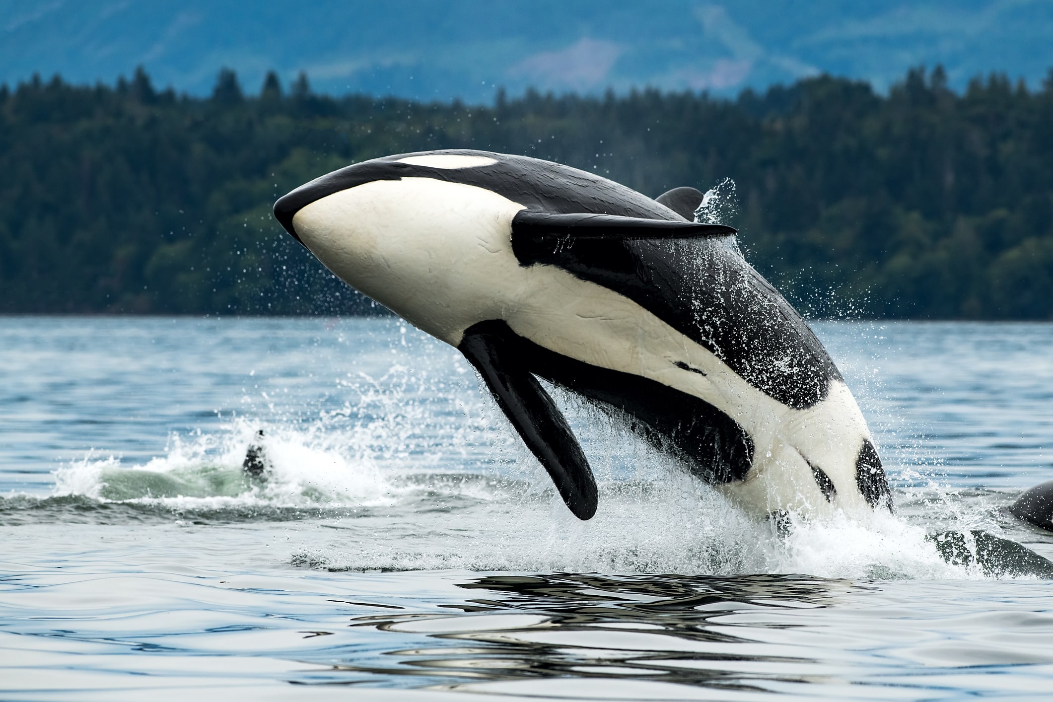 Biggs Orca Whale (T065A2), Cowichan Bay, Vancouver Island, BC Canada